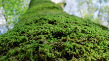 Green moss on a tree trunk