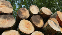 stack of cut logs in the woods