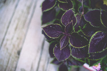 purple and green leaves 