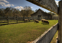 grazing sheep on a farm 