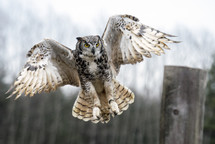 owl in flight 
