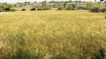 Wheat production and harvest in summer
