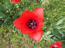 Red Tulips (Tulipa gesneriana) flowers close view