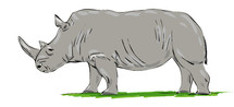 drawing of a rhinoceros