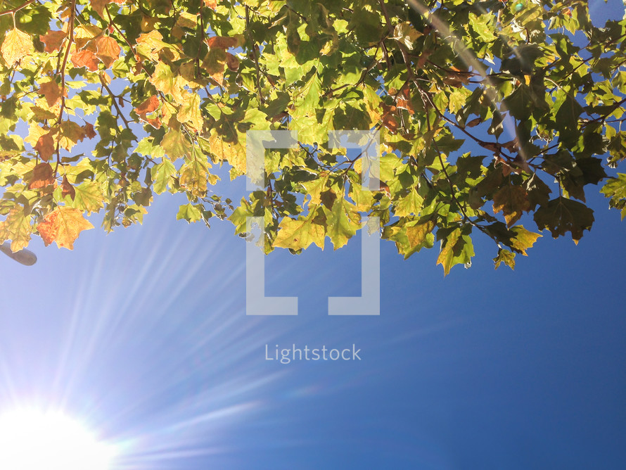 sunlight and leaves on a tree branch 