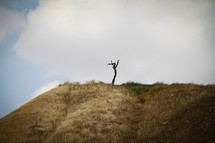 Lone tree on hill on Israel