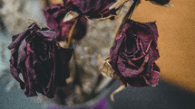 dried roses 