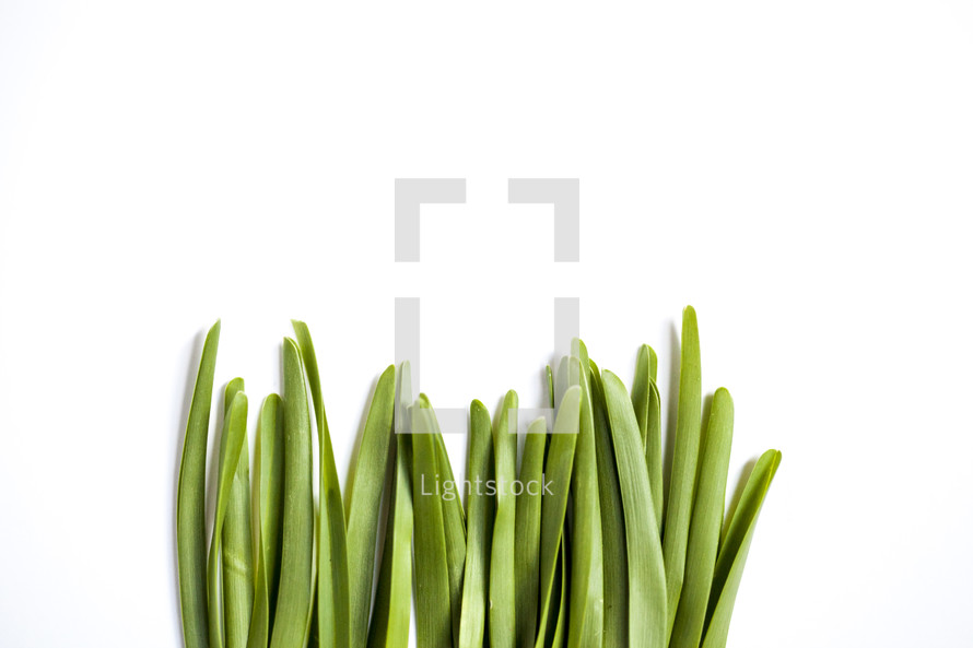 green grass on a white background 