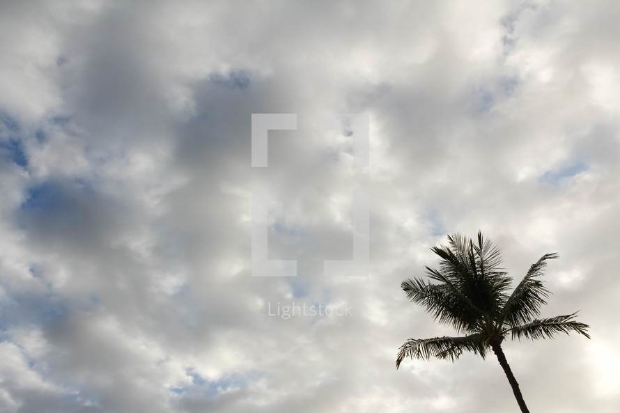 top of a palm tree in a cloudy sky 