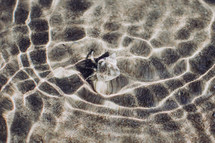 a shell under water 