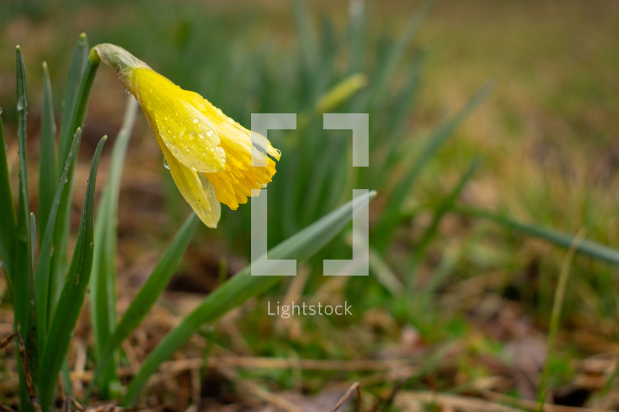 wet daffodil 