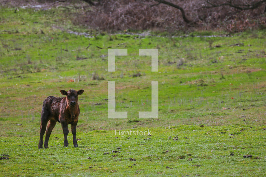 calf in a pasture 