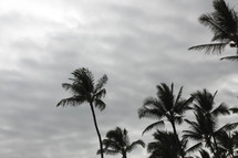 palm trees in a cloudy sky 