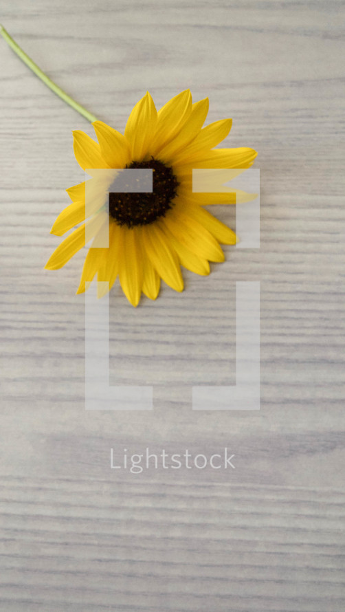 yellow flower on a wood background 