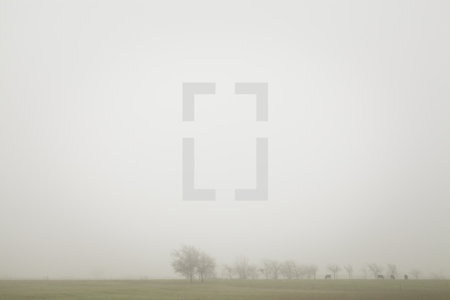 trees in a foggy field 