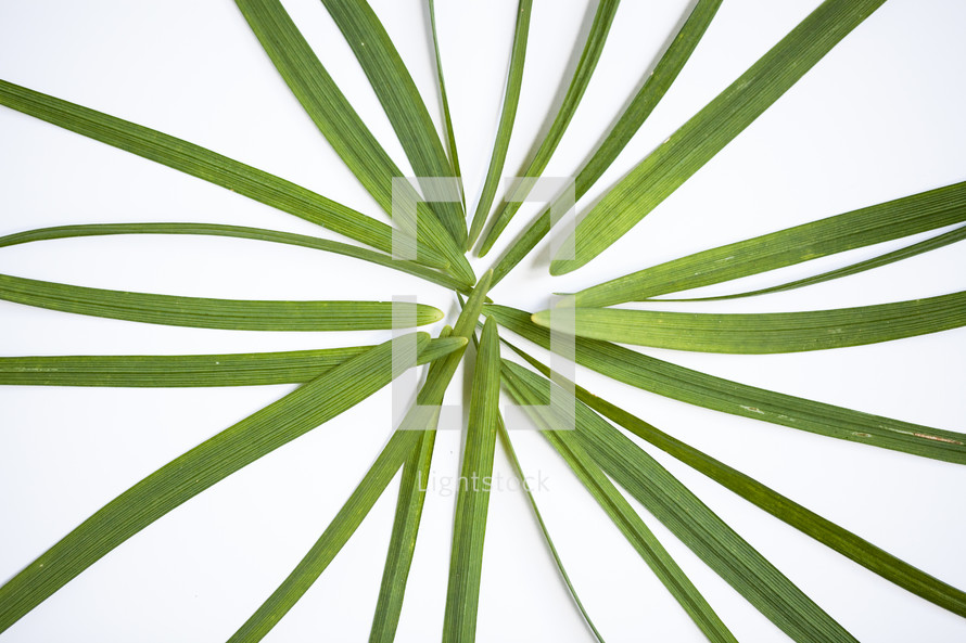 blades of green grass on white background 