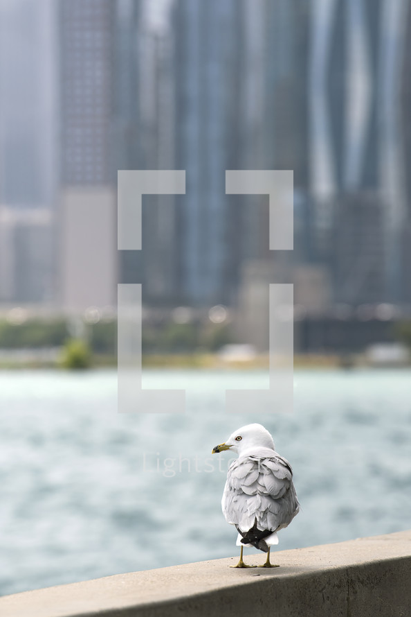 seagull and city view 