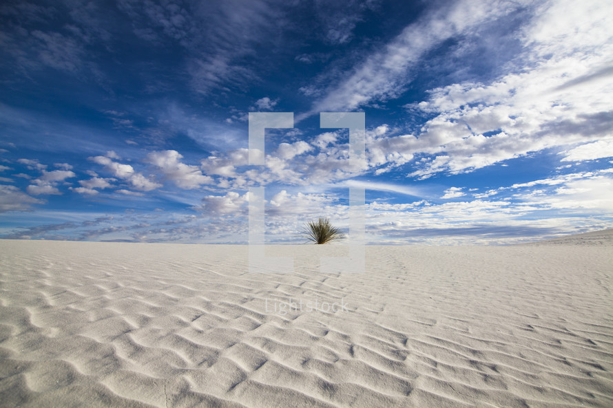 Yucca cactus growing in the sand in the desert under a clouds in a blue sky.