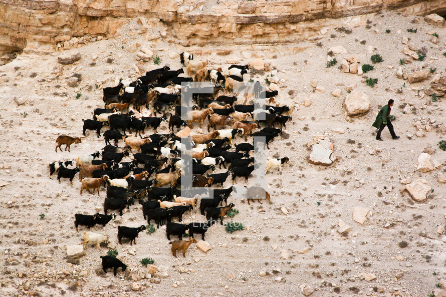A shepherd with his goats on a remote hillside in Jordan.