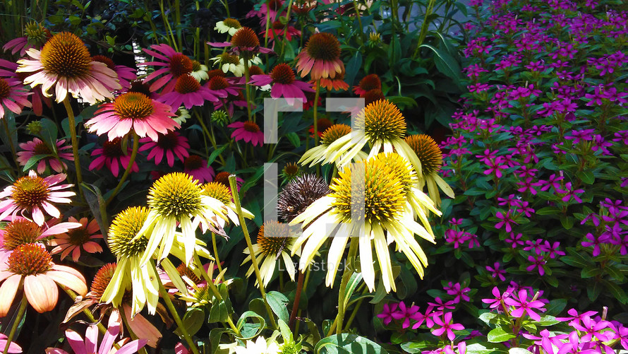 A colorful flower garden blooms in the morning sunlight with patches of purple,green, yellow and a variety of colors showing that Spring has Sprung among a colorful variety of flowering plants. 