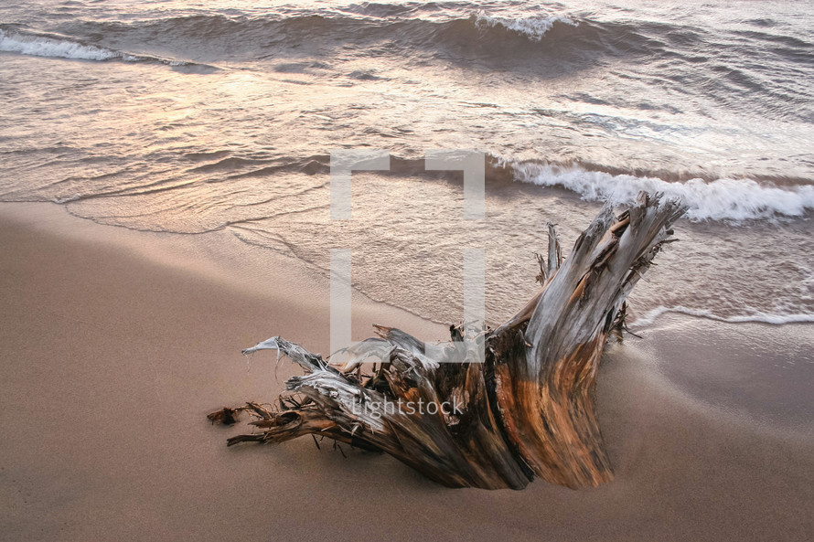 driftwood on a beach 