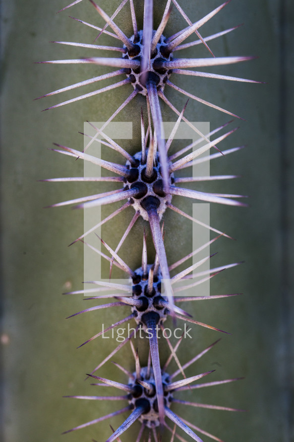 closeup spikes on a cactus 