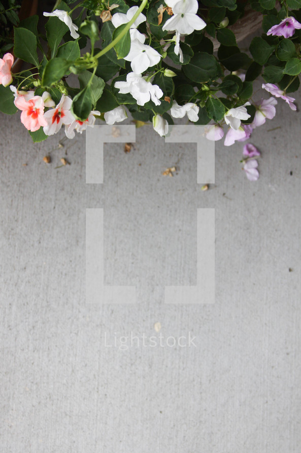 flowers along a sidewalk 