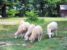 A small group or flock of sheep feed together in peace in a grassy green meadow on a rural farm in Virginia. 