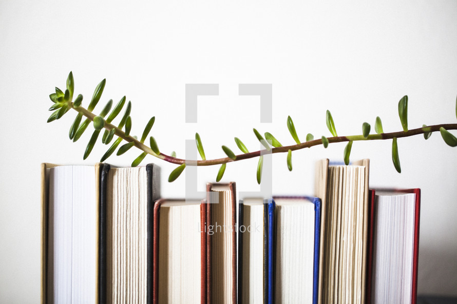 branch over a row of books 