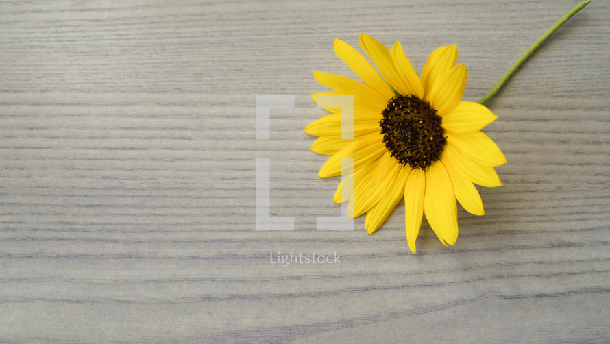 yellow fall flower on a wood background 