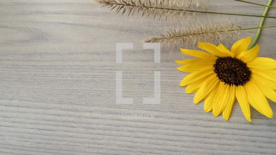 yellow flower and grasses on a wood background