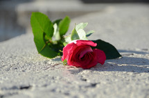 a rose on concrete 