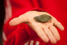 child holding a baby turtle 