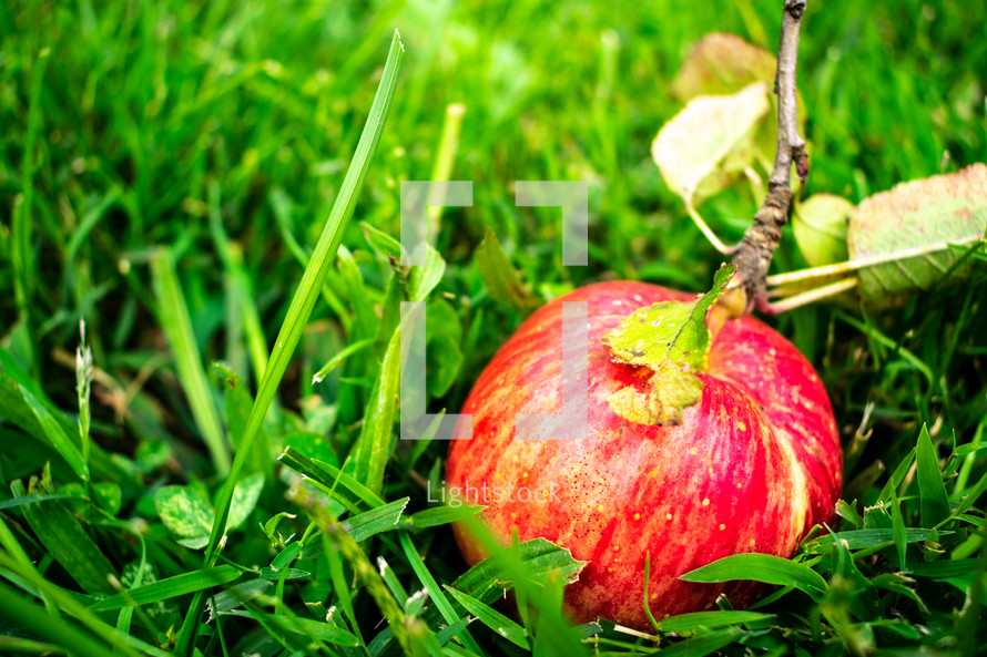 red apple in green grass