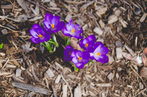 purple flowers in mulch 