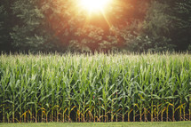 corn field background 