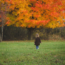 toddler walking in green grass near fall tree with orange leaves 