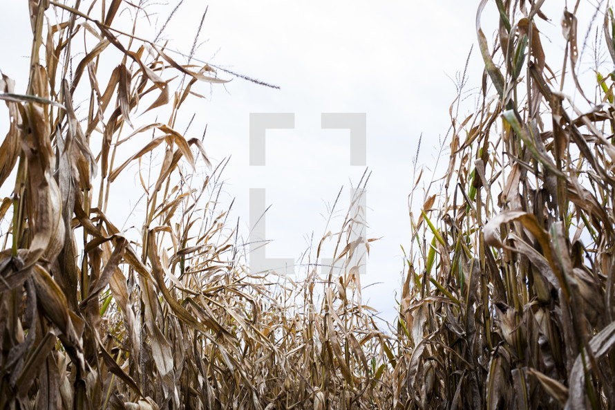 dry corn in a corn maze 