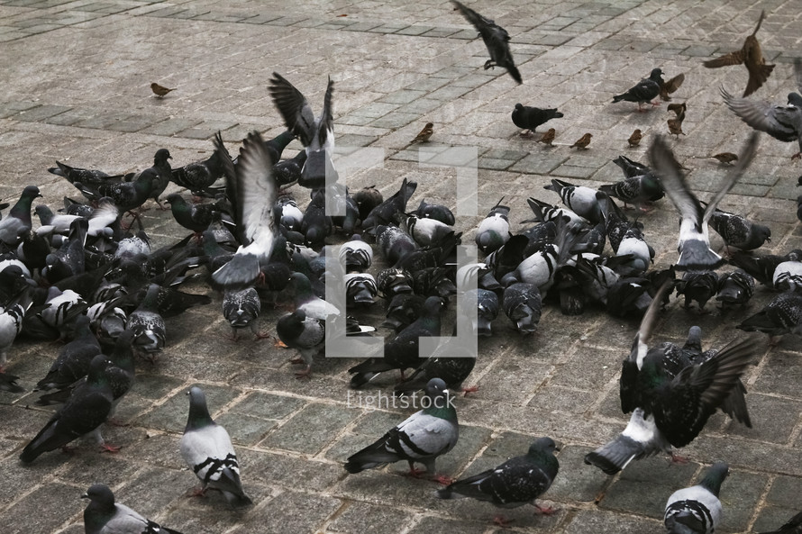 pigeons feeding in a courtyard 