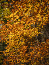Yellow, autumn tree