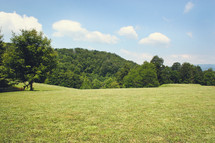 a grassy meadow 