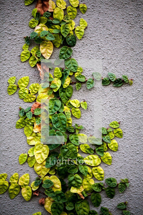 Ivy growing up a stucco wall.