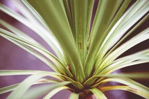 palm tropical plant 