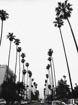 tall palm trees lining a street 