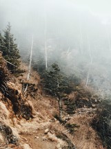 fog over a mountainside forest 