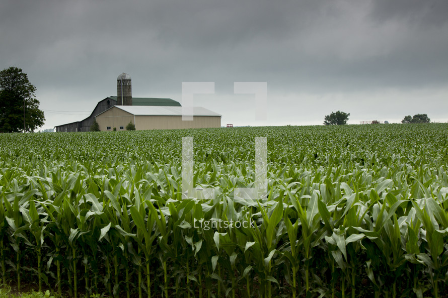 Farmhouse and grain silo behind a cornfield.