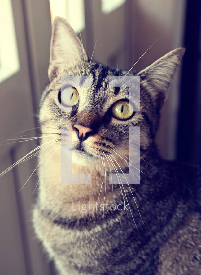Retro portrait of a beautiful cat near the window