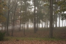 foggy forest 