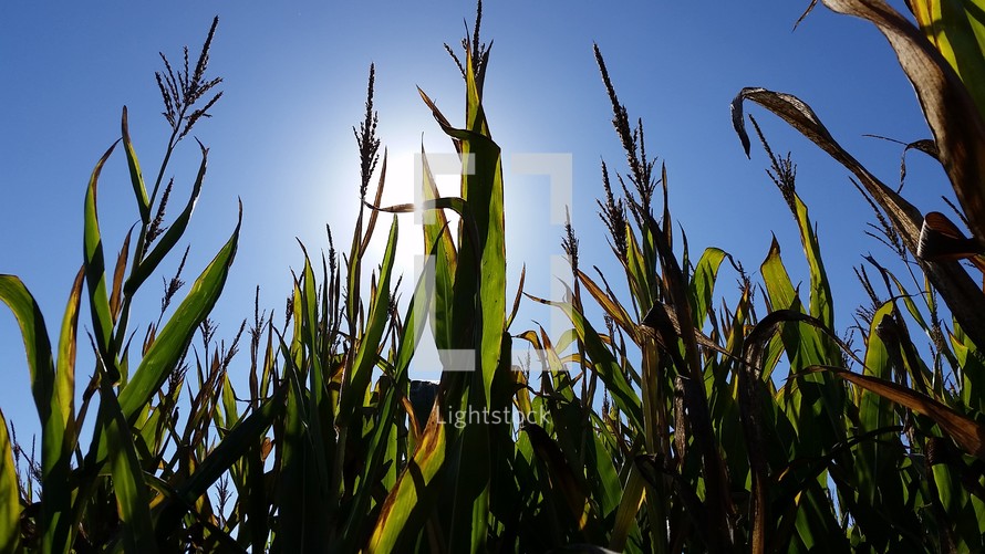 stalks of corn in a field 
