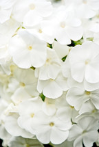 White Phlox flower closeup